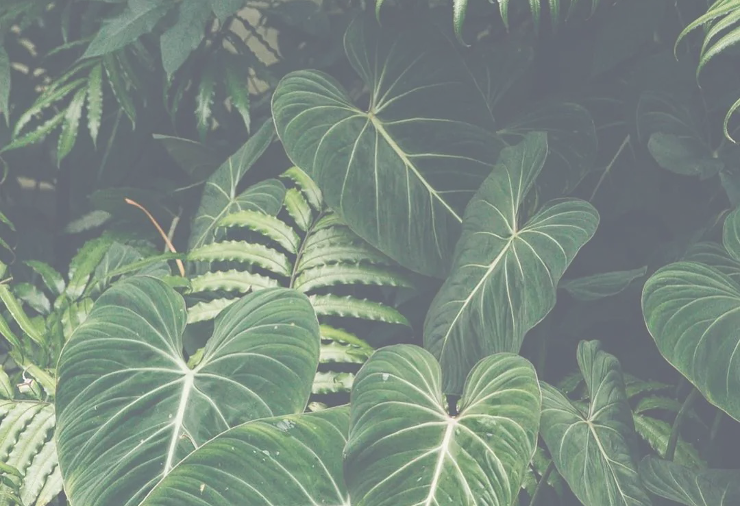 Nature photo with different plants and leaves